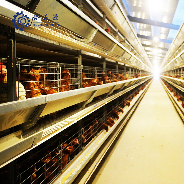 Colocaci&oacute;n del tipo sistema de jaula en bater&iacute;a del alimentador de jaulas para pollos H del gallinero