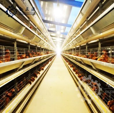 &iquest;C&oacute;mo elegir un sistema de jaula para pollos?