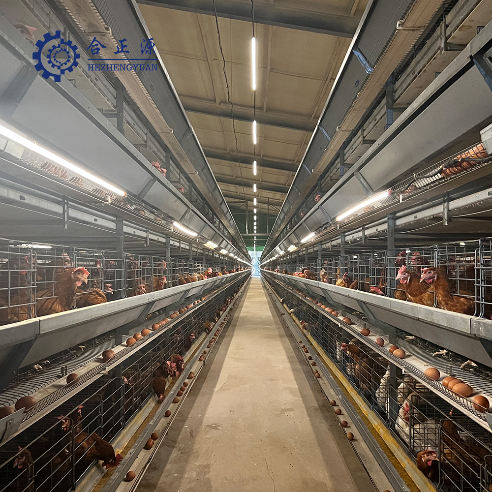 Gu&iacute;a paso a paso de c&oacute;mo funciona un sistema autom&aacute;tico de recolecci&oacute;n de huevos en gallineros